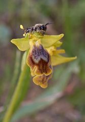 Zypressen Ragwurz (Ophrys fusca subsp. funerea)