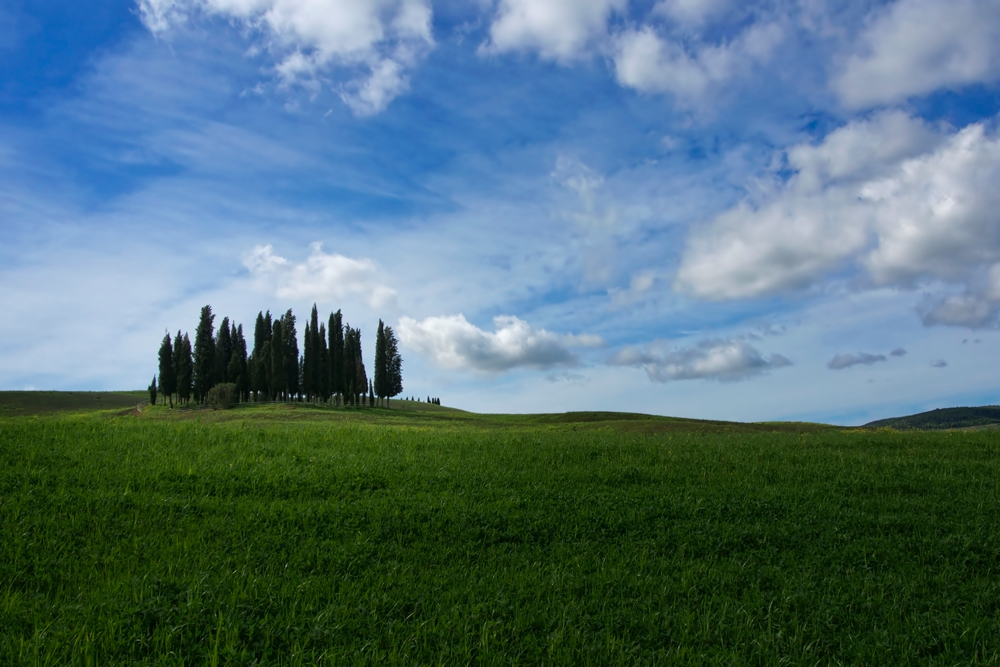 Zypressen von Val d`Orcia