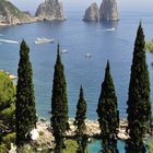 Zypressen vor den Faraglioni-Felsen bei Capri