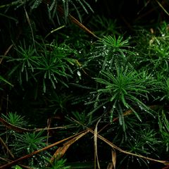 Zypressen-Wolfsmilch - Euphorbia cyparissias