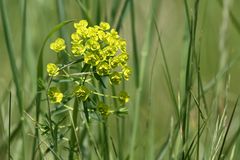 Zypressen-Wolfsmilch (Euphorbia cyparissias)