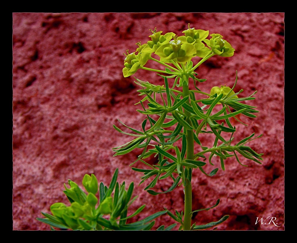 Zypressen Wolfsmilch (Euphorbia)