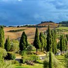 Zypressenallee bei Montepulciano.