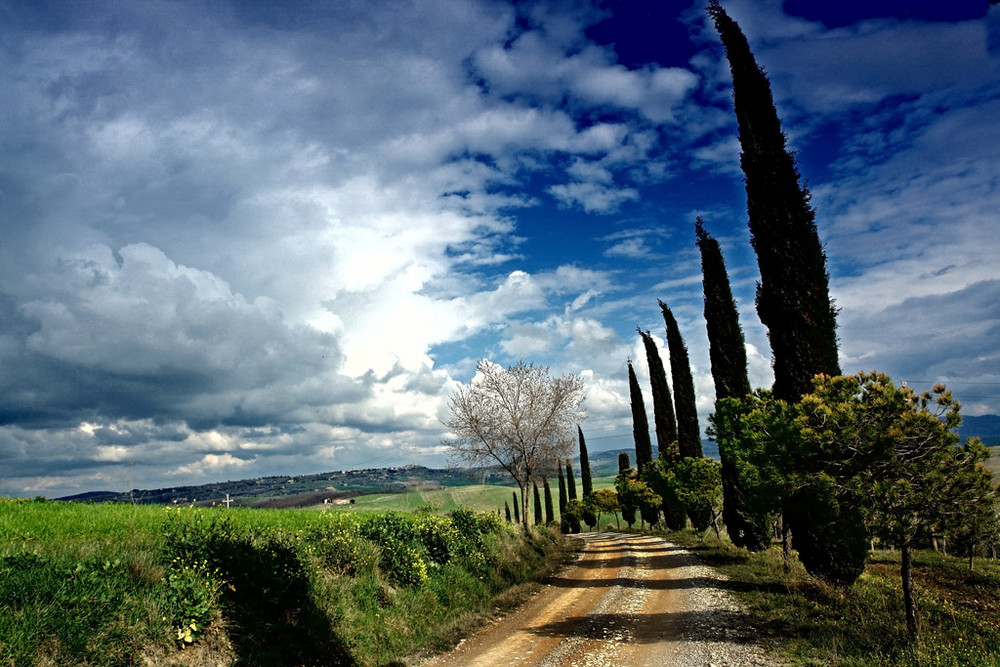 Zypressenallee bei Pienza