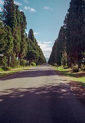 Zypressenallee, der Weg nach Bolgheri