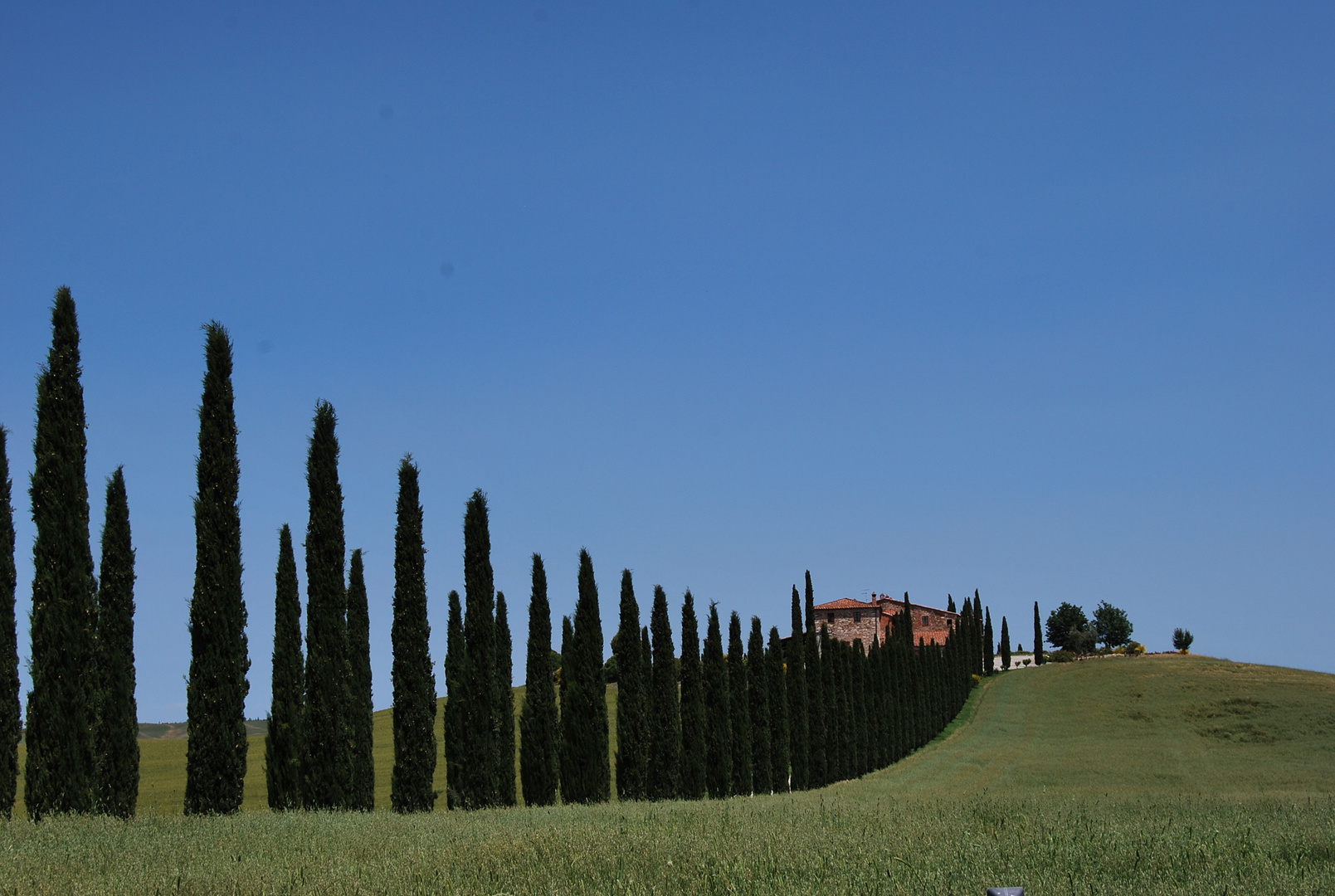 Zypressenallee im Val d’Orcia