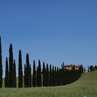 Zypressenallee im Val d’Orcia