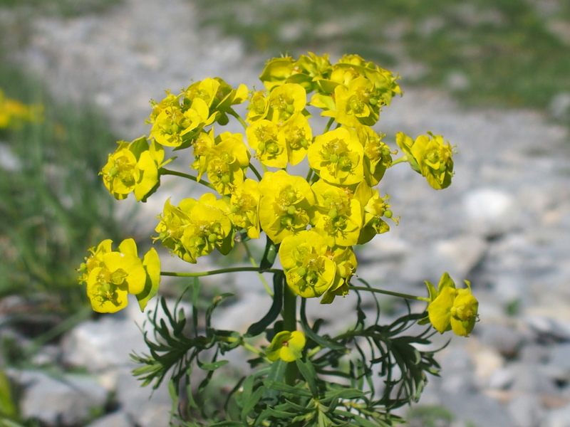 Zypressenblättrige Wolfsmilch 'Euphorbia cyparissias'