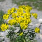 Zypressenblättrige Wolfsmilch 'Euphorbia cyparissias'