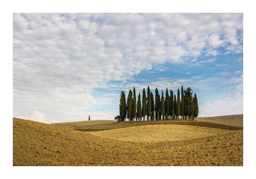 Zypressengruppe bei San Quirico