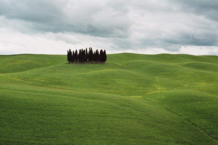 Zypressenwäldchen bei San Quirico d` Orcia