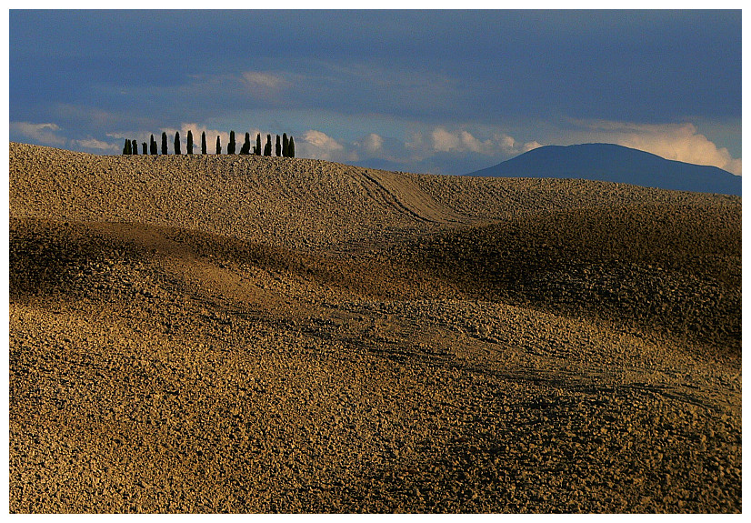 Zypressenwäldchen bei San Quirico d´ Orcia