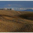 Zypressenwäldchen bei San Quirico d´ Orcia