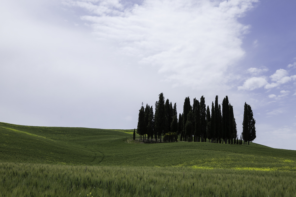 Zypressenwald in der Toscana