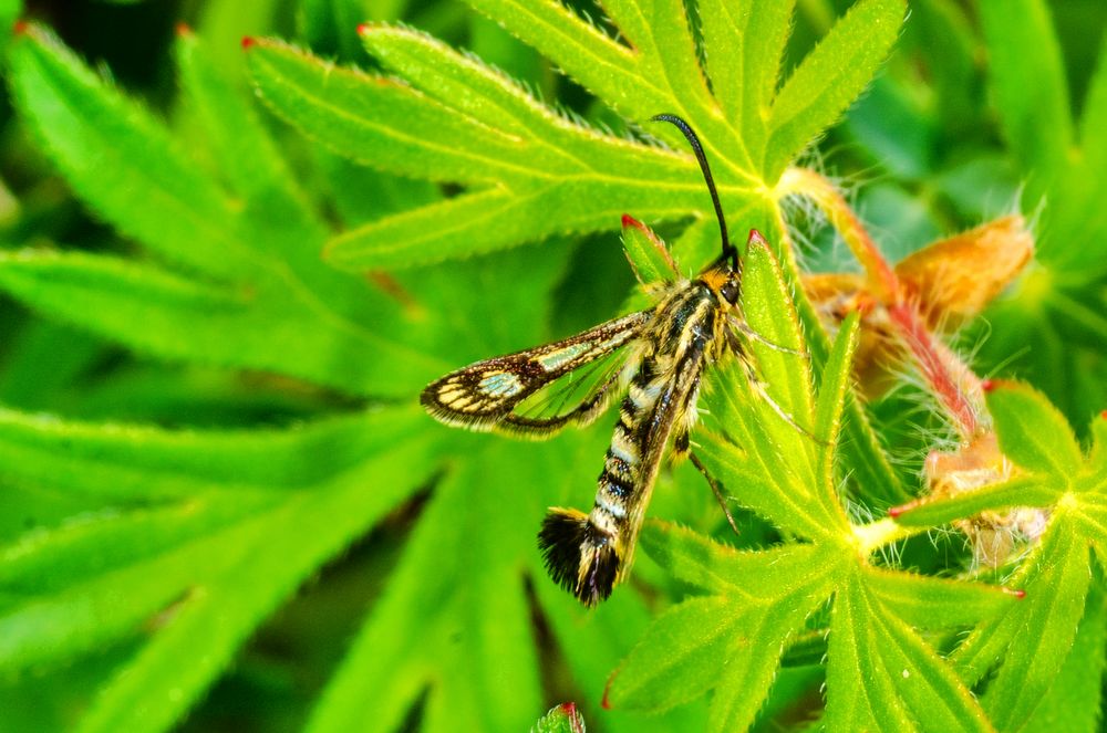 Zypressenwolfsmilch-Glasflügler (Chamaesphecia empiformis)