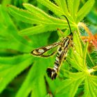 Zypressenwolfsmilch-Glasflügler (Chamaesphecia empiformis)