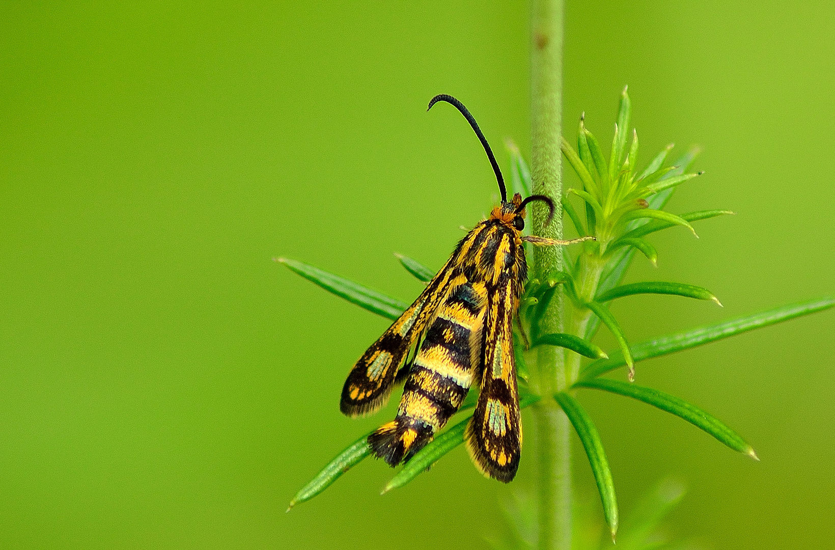 Zypressenwolfsmilch-Glasflügler (Chamaesphecia empiformis)