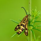 Zypressenwolfsmilch-Glasflügler (Chamaesphecia empiformis)