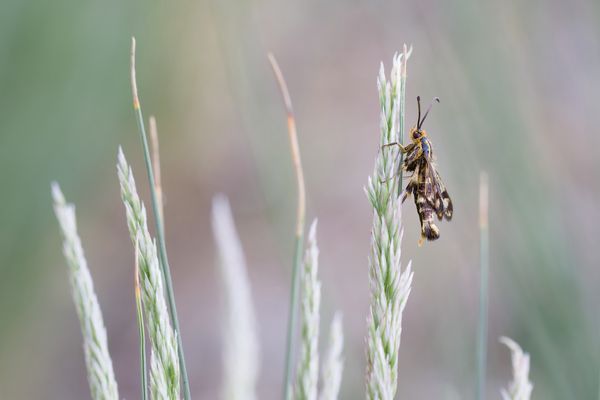 Zypressenwolfsmilch-Glasflügler