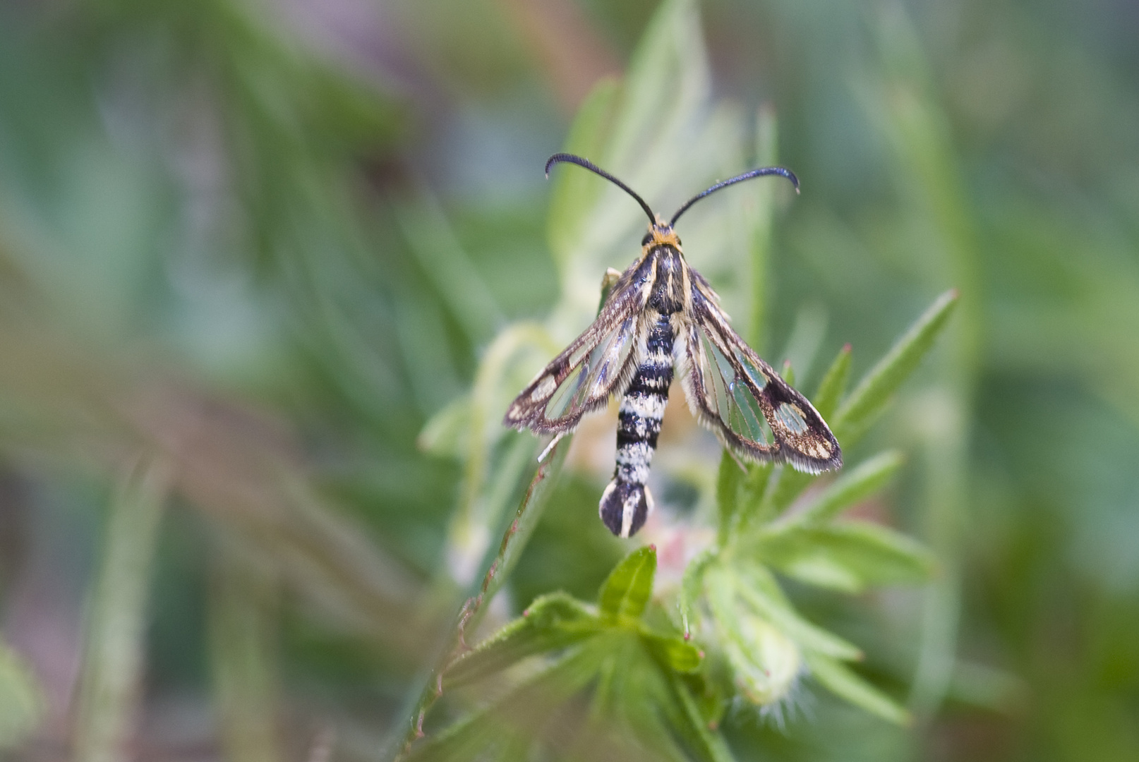 Zypressenwolsmilch-Glasflügler (Chamaesphecia empiformis)