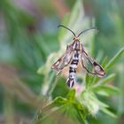 Zypressenwolsmilch-Glasflügler (Chamaesphecia empiformis)