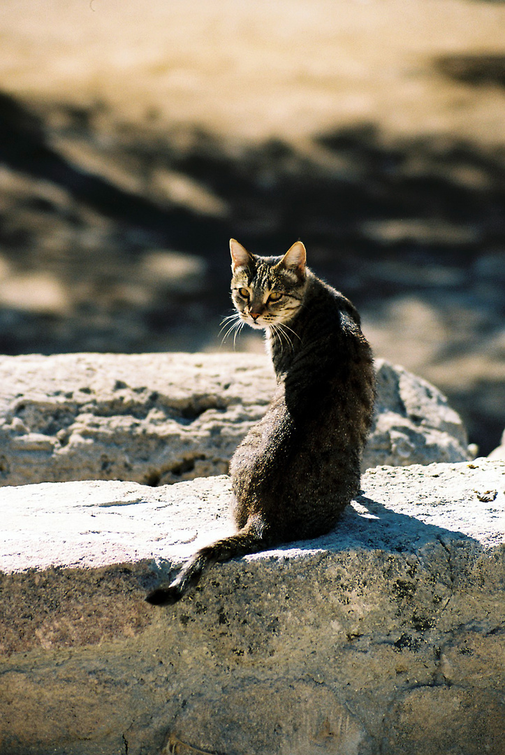 Zypriotische Katze