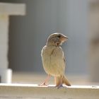 Zyprisches Gefieder auf der Gartenmauer