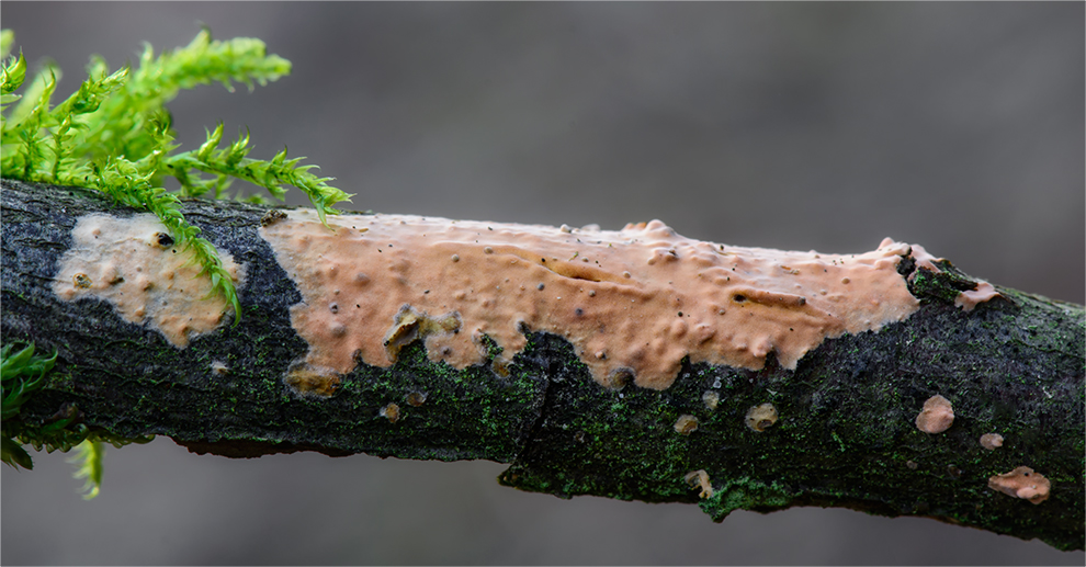 Zystidenrindenpilz