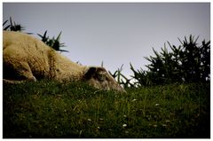 zzzzzzzzzzzzzz... selbst die Schafe zählen Schafe 1. 2. 3.